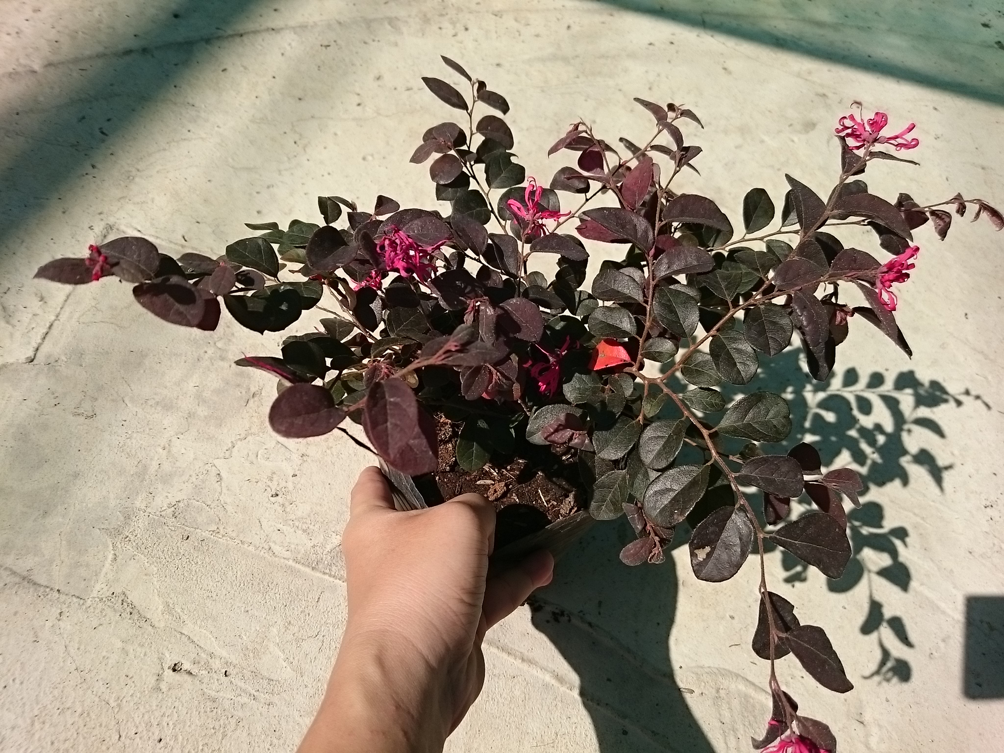 Cây Hồng Phụng - cây cảnh để bàn