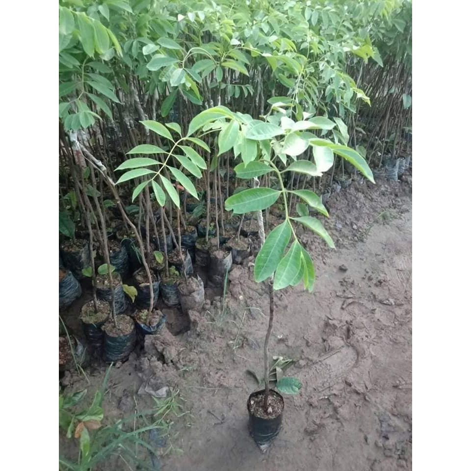 CÂY TRÁM ĐEN NẾP CAO SẢN GIỐNG