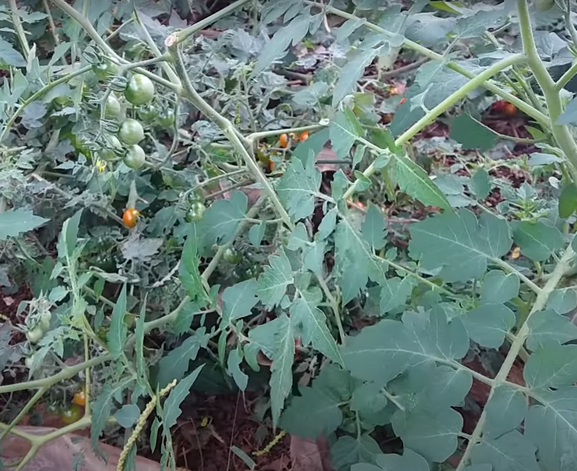 "Gói 20 "Hạt giống cà chua bi rừng ( cà chua bi dại ) [Seeds]