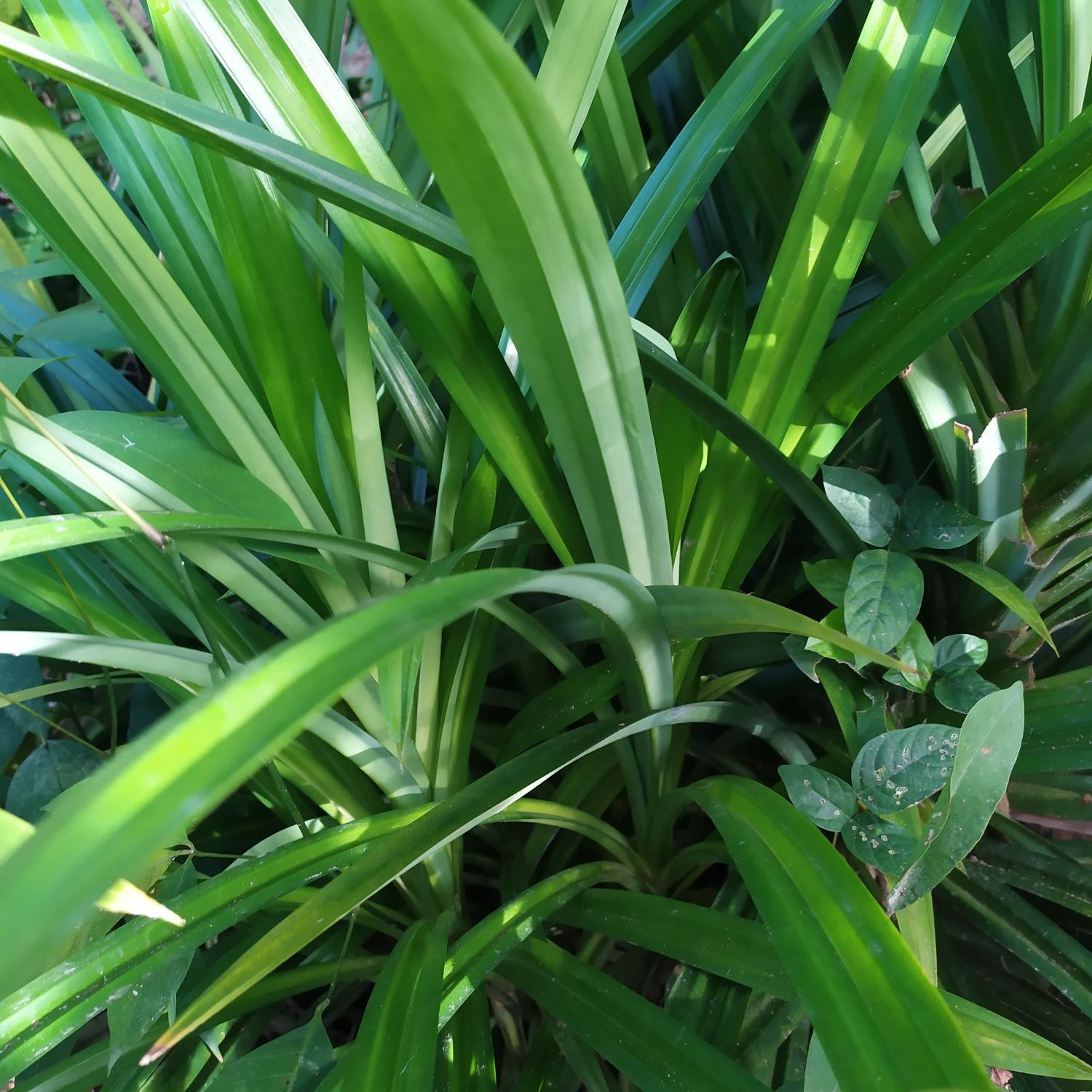 Cây Lá Dứa Thơm  4 cây