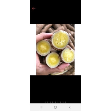 Giống khoai mì dẻo ruột vàng/10 đoạn hom giống