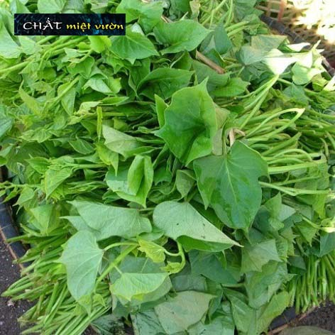 Dây khoai lang giống siêu củ (cây giống xanh/đỏ dài ~35cm)