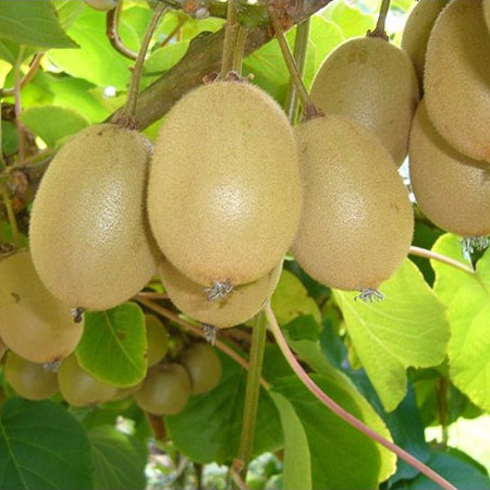 Hạt giống cây kiwi (gói 30 hạt, tặng kèm phân)