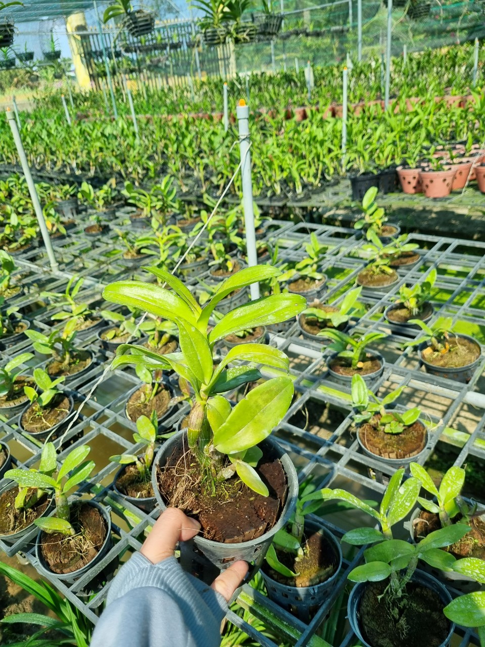 Hoa lan Sing Đỏ