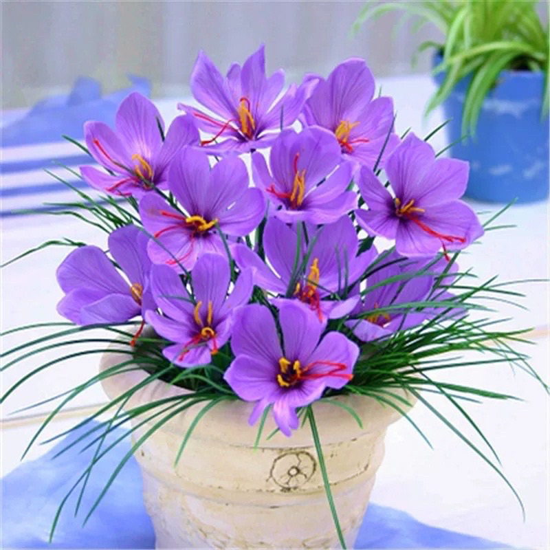 Củ giống hoa nghệ Tây