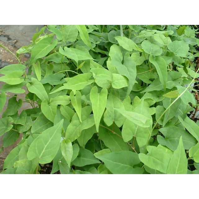bầu cây giống cây hà thủ ô đỏ xịn