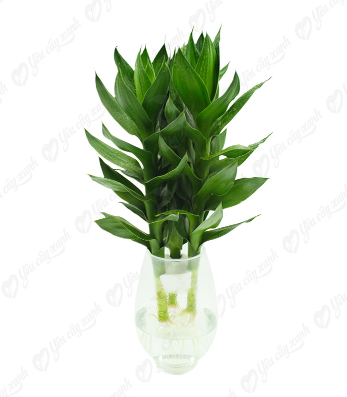 chậu cây phát tài phát lộc thủy sinh