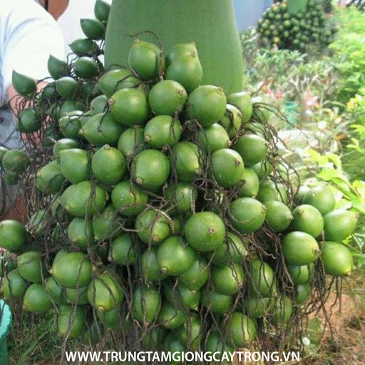 CAU LÙN -CAU TỨ QUÝ( cau ăn trầu)