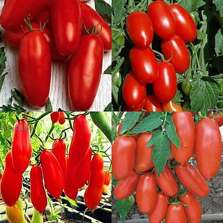 Hạt giống cà chua ngón tay đỏ KS - Gói 30 hạt