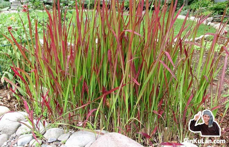 Rễ cỏ tranh khô, rễ tranh nấu sâm (rễ chanh)