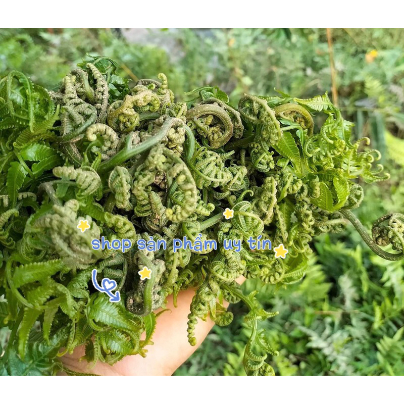 cây rau dớn siêu to - Giống Tốt