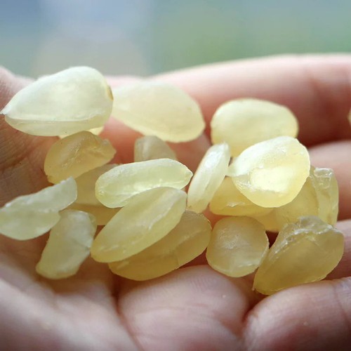 Hạt bồ mễ nguyên chất 100g - Tấn Phát