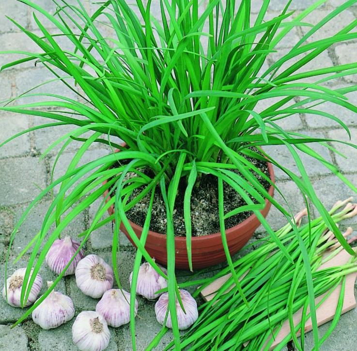 Hạt giống hẹ lá - gói 1 gram