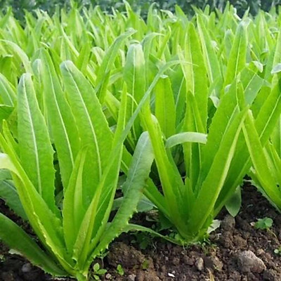 Hạt giống Rau diếp thơm đặc biệt