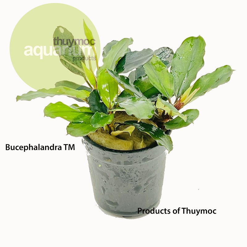 Bucep chậu phanton va randon nhiều loại, cây thủy sinh siêu đẹp, siêu lấp lánh - Rọ nhiều ngọn cho bể thuỷ sinh, bề cá