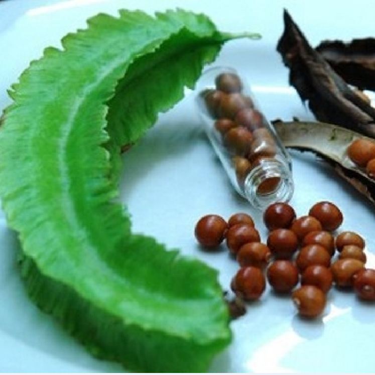 Hạt Giống Đậu rồng Wing bean 666F1 ( 20gr - 60 hạt )