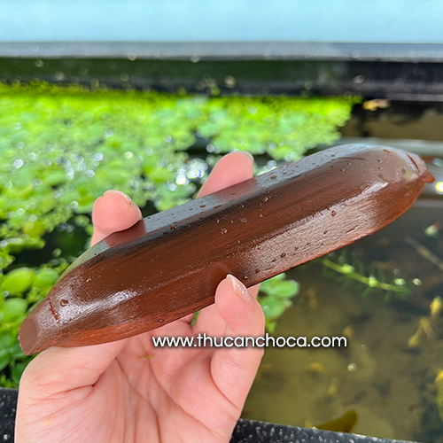 Thuyền xuồng nổi trang trí hồ cá (Mô hình)