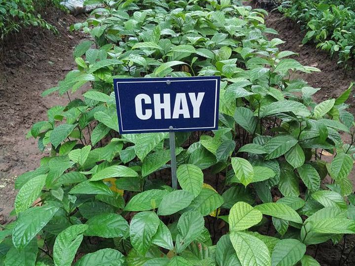 Cây chay giống cao 20-40cm(ảnh thật số 2)