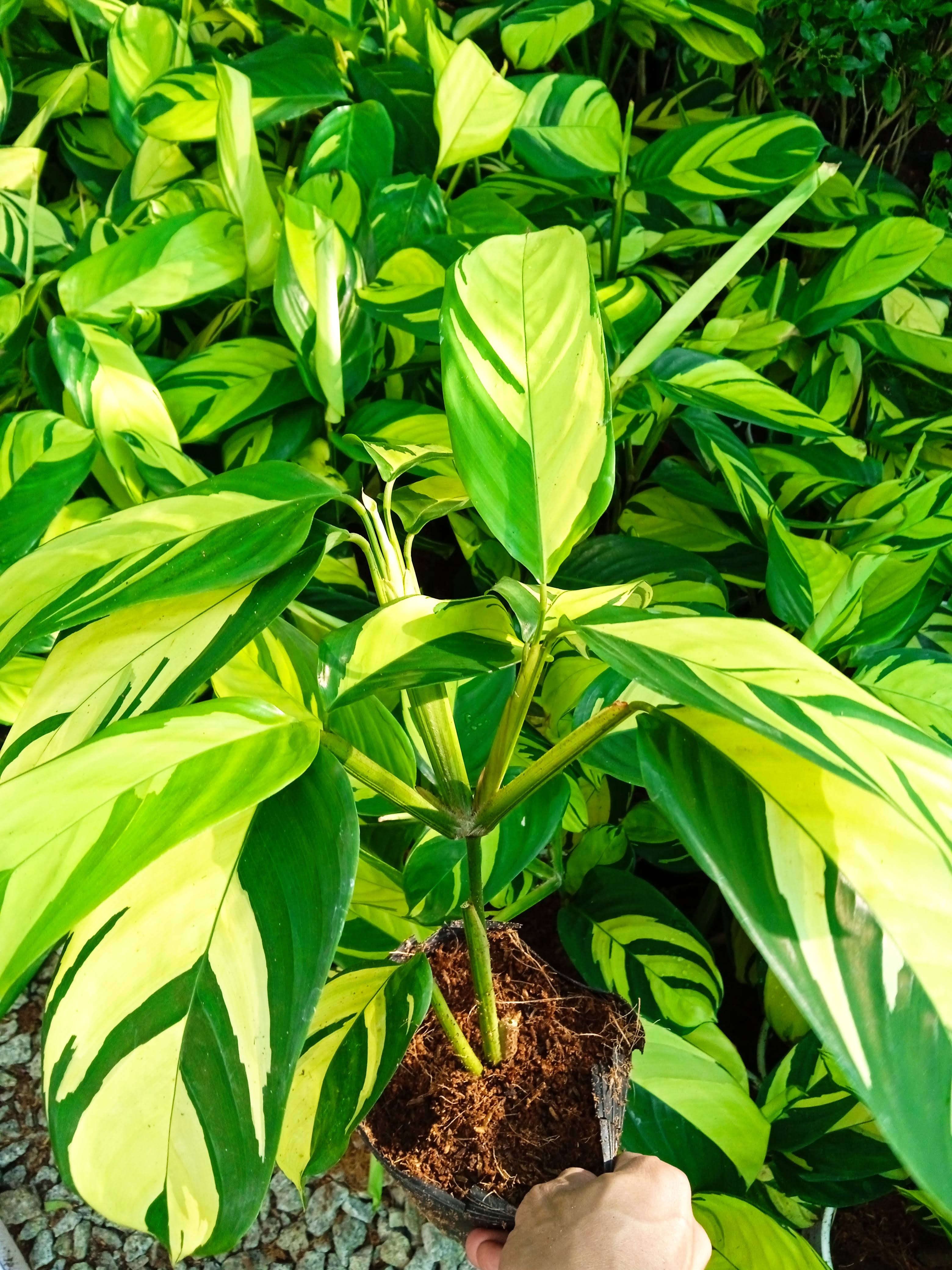 Cây đuôi công vân vàng - Calathea Golden Mosaic