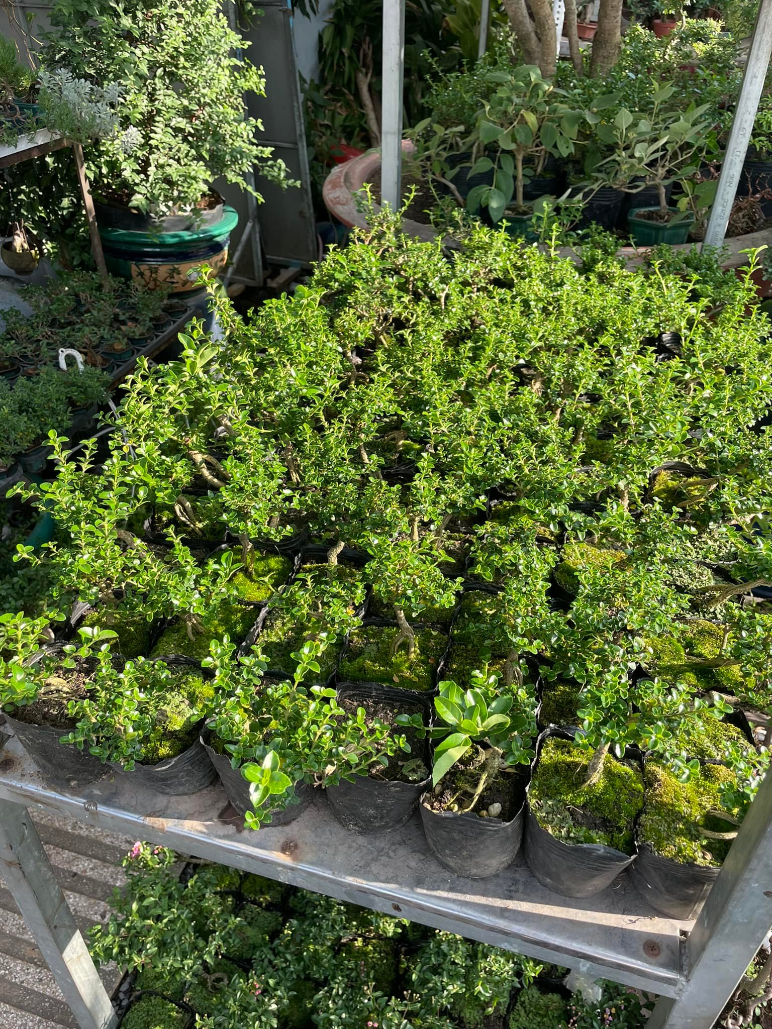 Sam hương bonsai mini size 10cm TẶNG phân tan chậm