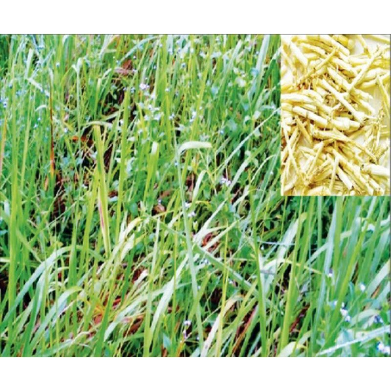 Rễ cỏ tranh khô, rễ tranh nấu sâm (rễ chanh)