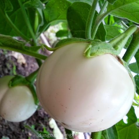 0.5 GRAM HẠT GIỐNG CÀ DĨA TRẮNG