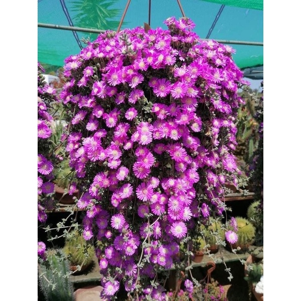 hoa 10h nam phi(1 khóm hình cuối) HOA TẾT Kèm phân