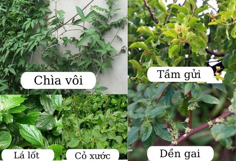 cây chìa vôi-cây giống