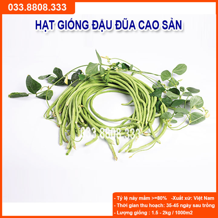 Hạt Giống Đậu Đũa 20gram -Năng Suất Cao