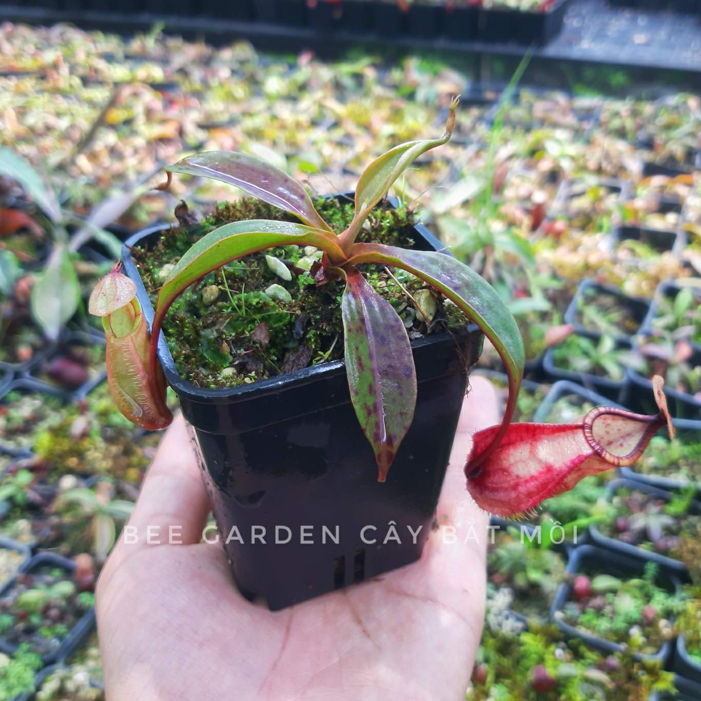 Cây bắt mồi, cây nắp ấm gieo hạt