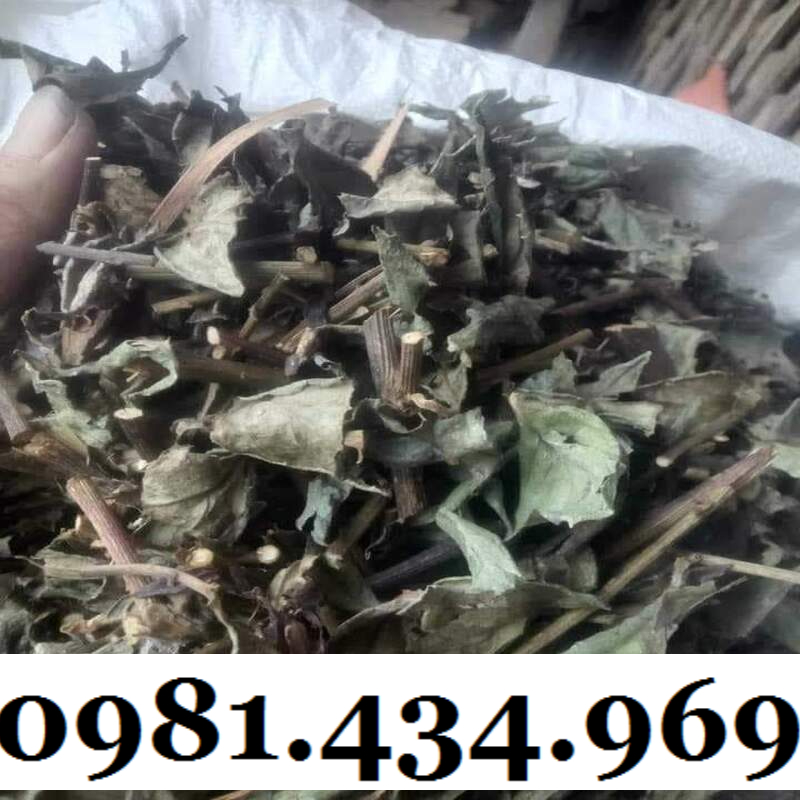 Cây Bầu Đất Khô 01KG Hàng Rừng Thơm
