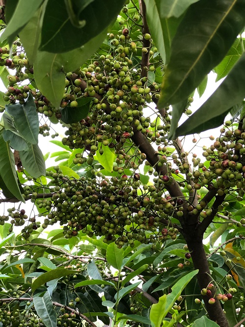 Cây lá vối nếp - cây giống