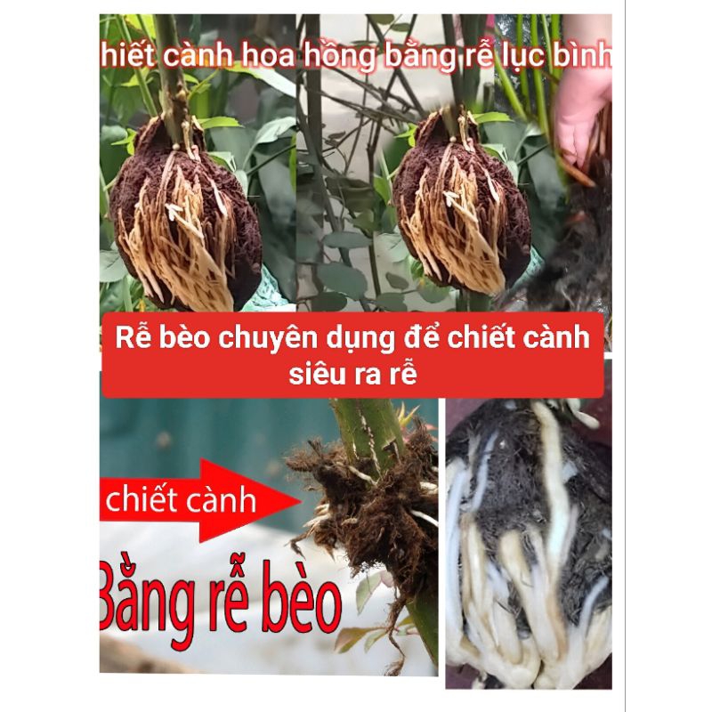 1kg Rễ bèo chiết cành cây siêu ra rễ bằng rễ cây lục bình , rễ bèo khô