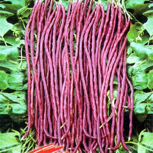 Hạt Đậu Đũa Tím Sai Trái (10gr)