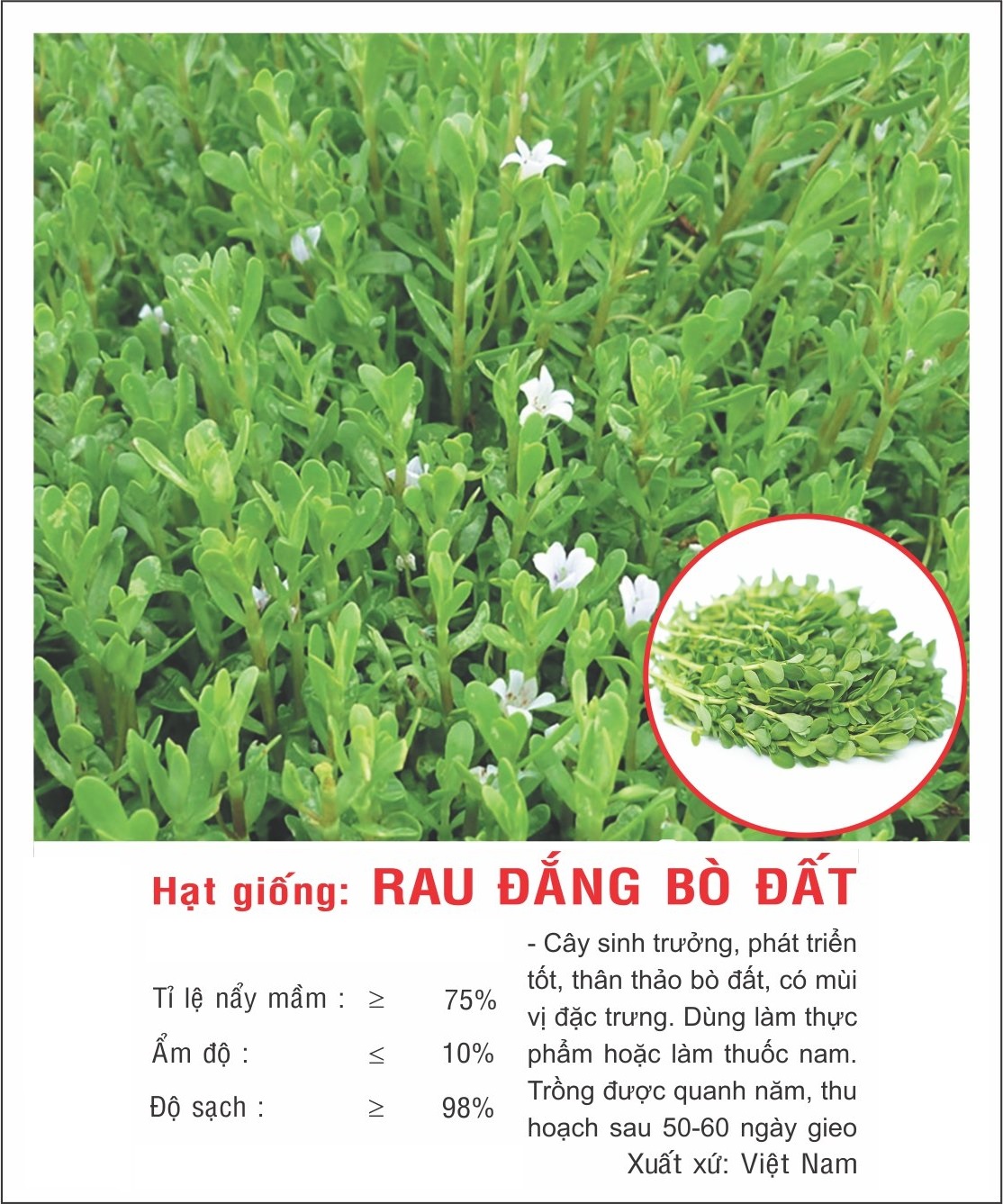 Hạt giống Rau đắng VTP150 | Vạn Tín Store