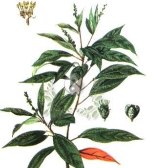 Khổ sâm cho lá chuẩn hàng