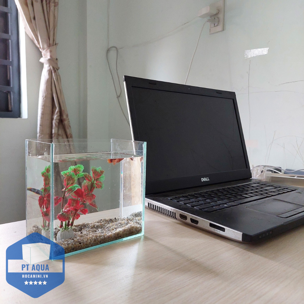 Bể cá mini Betta nhỏ xinh để bàn