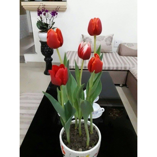 Củ hoa Tulip Hà lan trồng tết. 1Củ