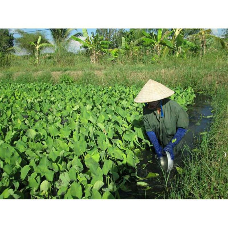 combo 3 bụi cây kèo nèo con làm giống (cây cù nèo)