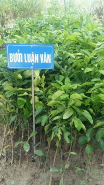Cây giống BƯỞI ĐỎ (bưởi hồng) Phúc Kiến