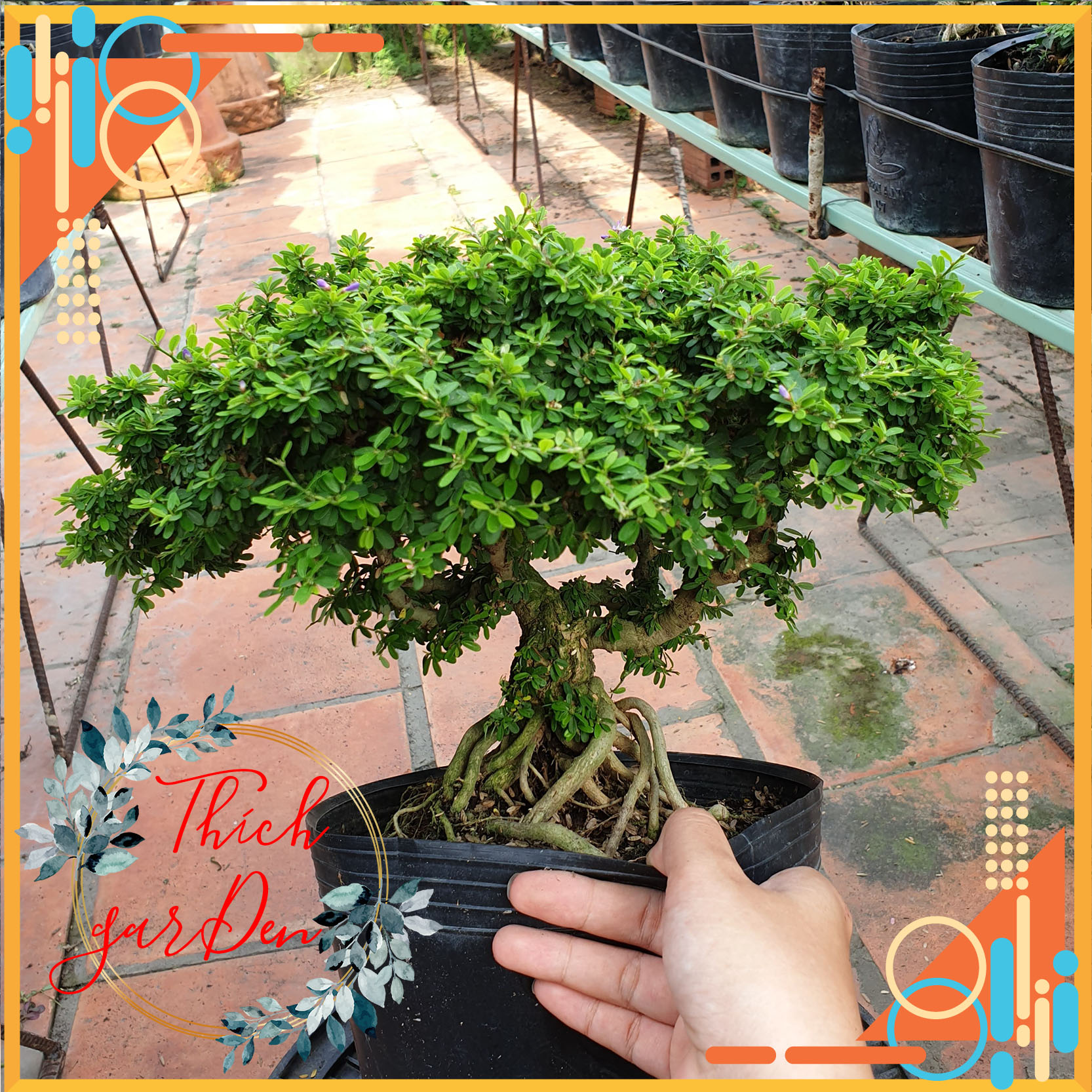 BONSAI Linh sam hạt gạo size đại