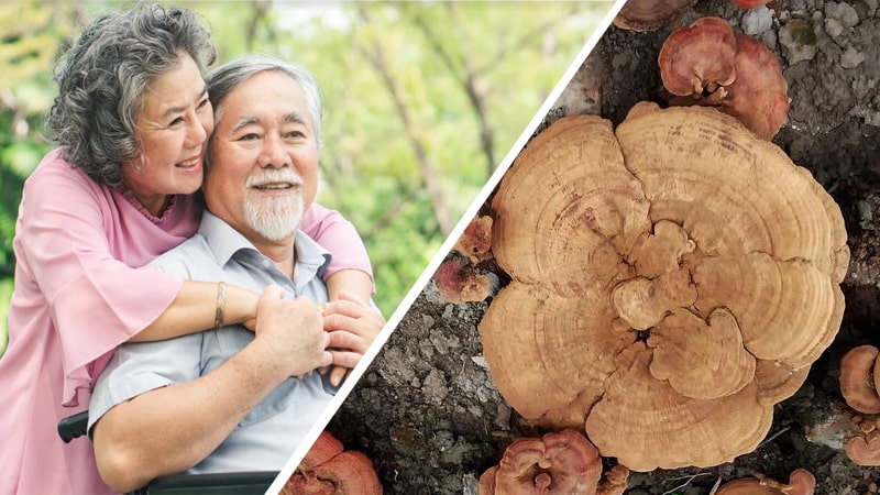 Nấm Linh chi u hắc 영지 버섯 Hàn Quốc (Loại 8 lá 1kg) mới