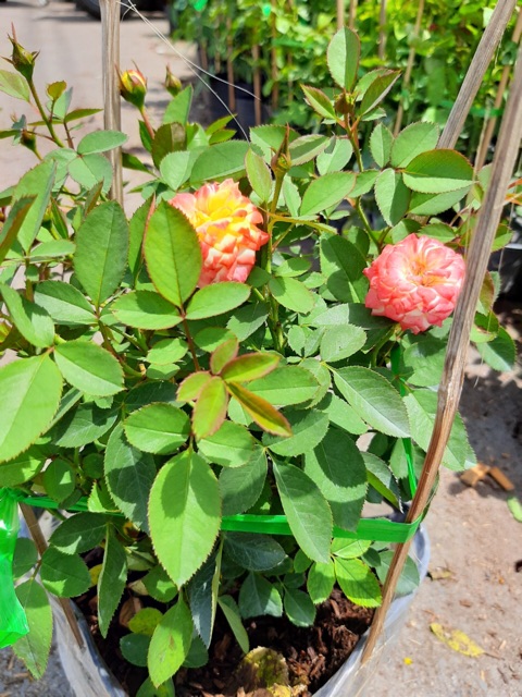 Hồng Đổi Màu ( Hồng Ba Màu ) - cây cảnh để bàn