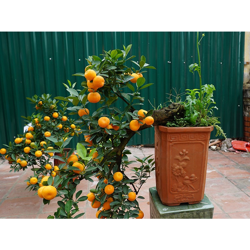 Cây quất cảnh mini cao 40cm-50cm - Lô mới về quả chín đón tết