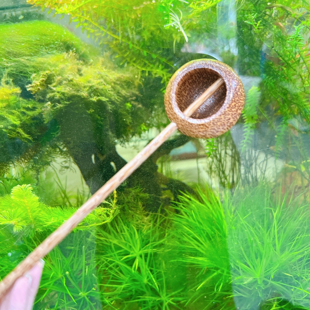 Gáo dừa múc rượu - gáo dừa tròn