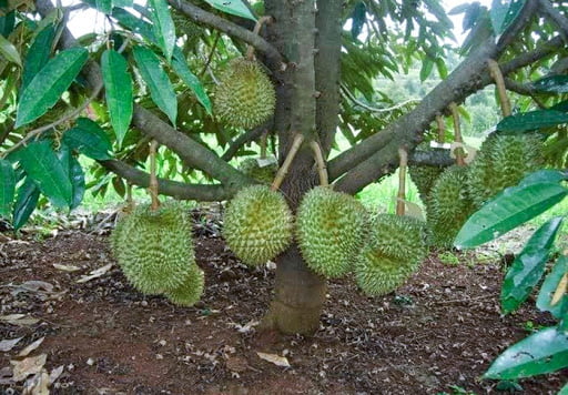 CÂY GIỐNG SẦU RIÊNG LÙN SIÊU SỚM