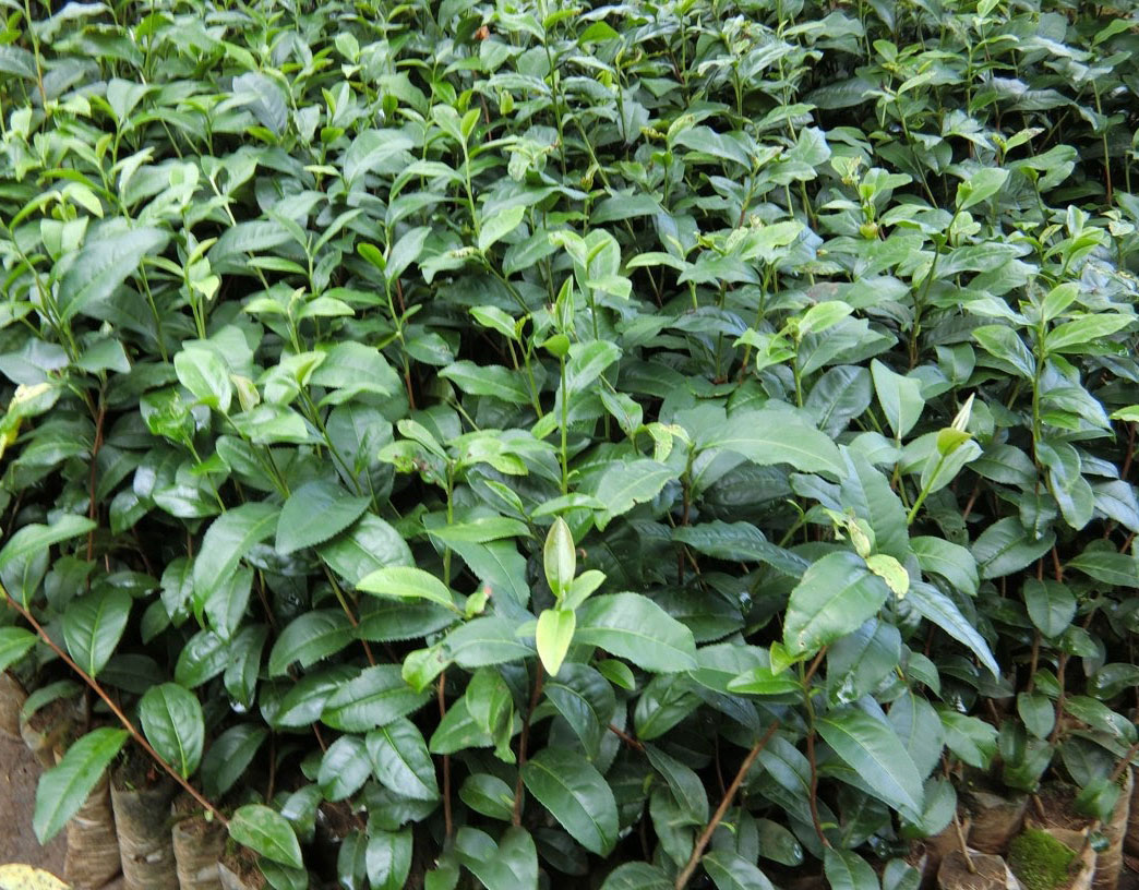 Cây CHÈ xanh ( cây trà xanh ) giống
