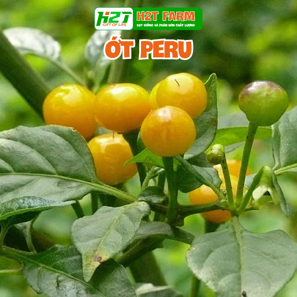 Hạt giống ớt charapita - peru đắt nhất thế giới - h2t farm