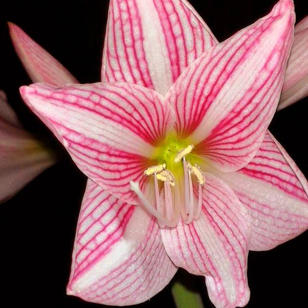 Combo 6 Củ Hoa Lan Huệ (hoa lan huệ đơn)