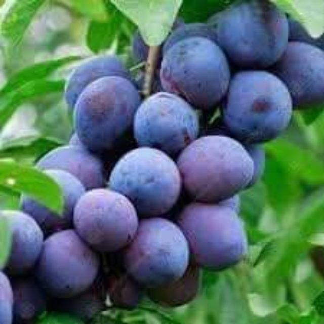 Cây giống MẬN đen - cây giống nhập khẩu